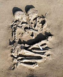 A pair of human skeletons lie in an eternal embrace.