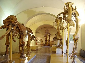 Fossil skeletons of early elephants.