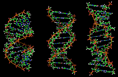 A-DNA, B-DNA and Z-DNA