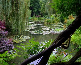Claude Monet's water garden.