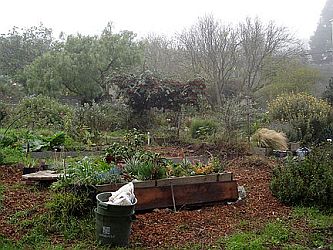 Clipper Community Garden