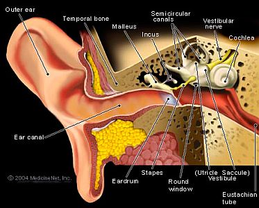 Ear Cutaway