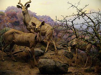 Greater Koodoo (antelope)