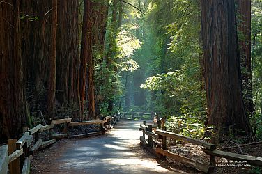 John_Muir_Woods