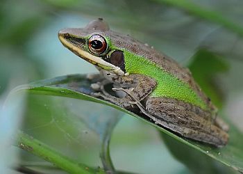 Katak Frog