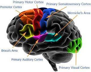 Map of Human Brain's Cortexes