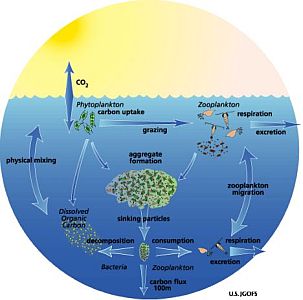 Marine food web.