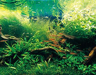 Nature aquarium photographed by Amano Takashi.