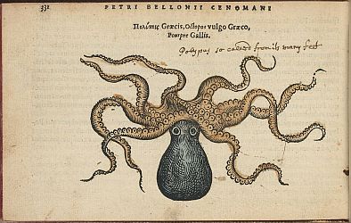 Octopos vulgo Graeco by Pierre Belon.