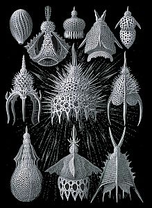 Radiolarians - Ernst Haecke